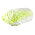 Wholesale fresh cabbage prices